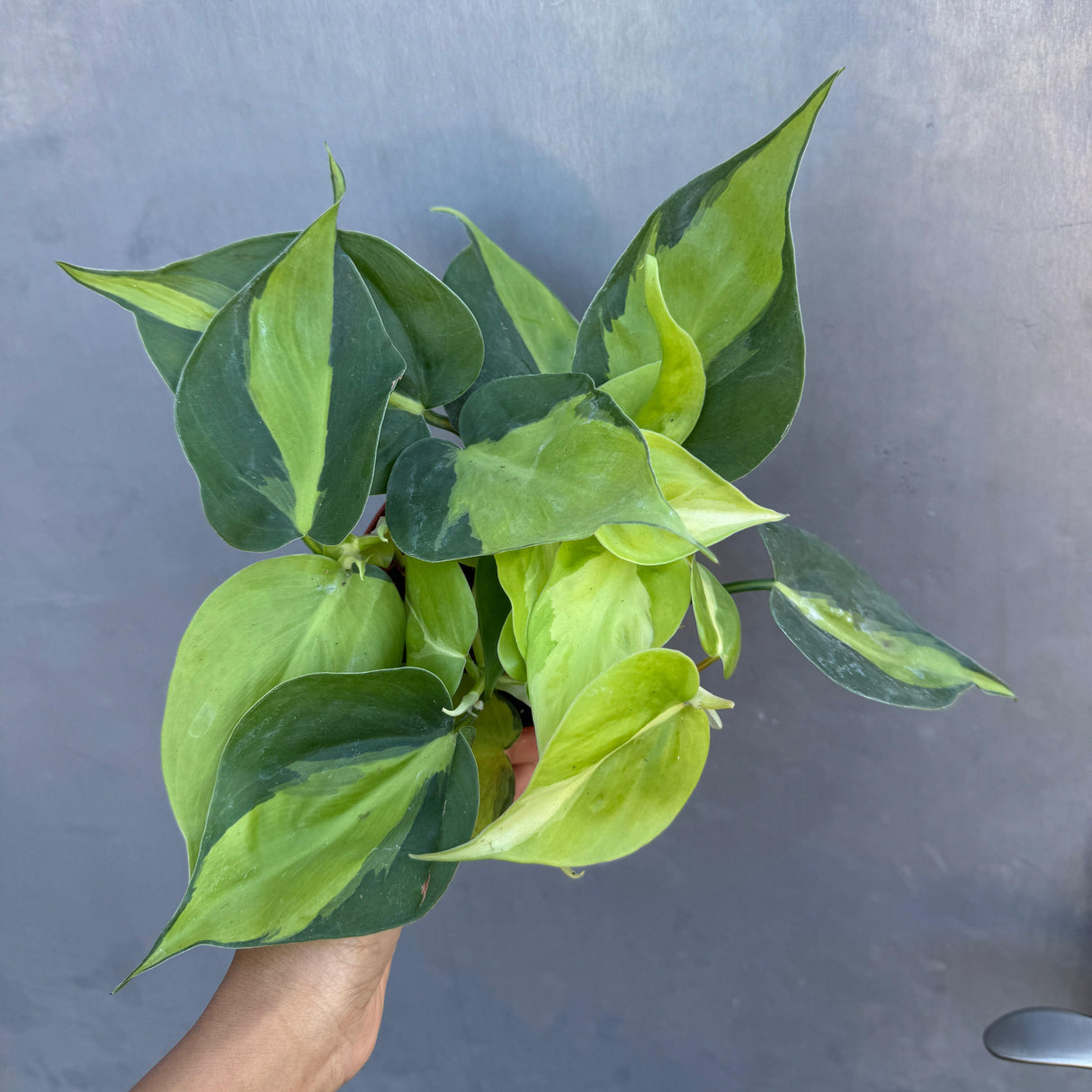 Brazil Philodendron in 4" Nursery Pot – Philodendron Hederaceum 'Brasil' – Trailing Vine Plant – Low Maintenance Indoor Plant – Vibrant Foliage – Air Purifying & Pet-Friendly Low-Light Houseplant