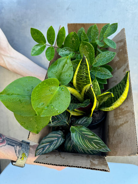 Set of 4 Assorted Indoor Plants in 4" Grow Pots – Mystery Box of Live Houseplants – Easy Care Houseplants - Low Light & Air Purifying Decorative Plants