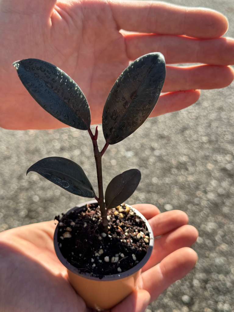 Burgundy Rubber Tree in 2" Grow Pot – Ficus elastica ‘Burgundy’ – Easy Care Indoor Houseplant with Dark Foliage – Low Maintenance Air Purifying Compact Indoor Plant