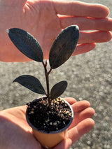 Burgundy Rubber Tree in 2" Grow Pot – Ficus elastica ‘Burgundy’ – Easy Care Indoor Houseplant with Dark Foliage – Low Maintenance Air Purifying Compact Indoor Plant