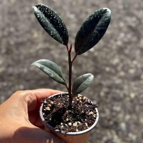 Burgundy Rubber Tree in 2" Grow Pot – Ficus elastica ‘Burgundy’ – Easy Care Indoor Houseplant with Dark Foliage – Low Maintenance Air Purifying Compact Indoor Plant
