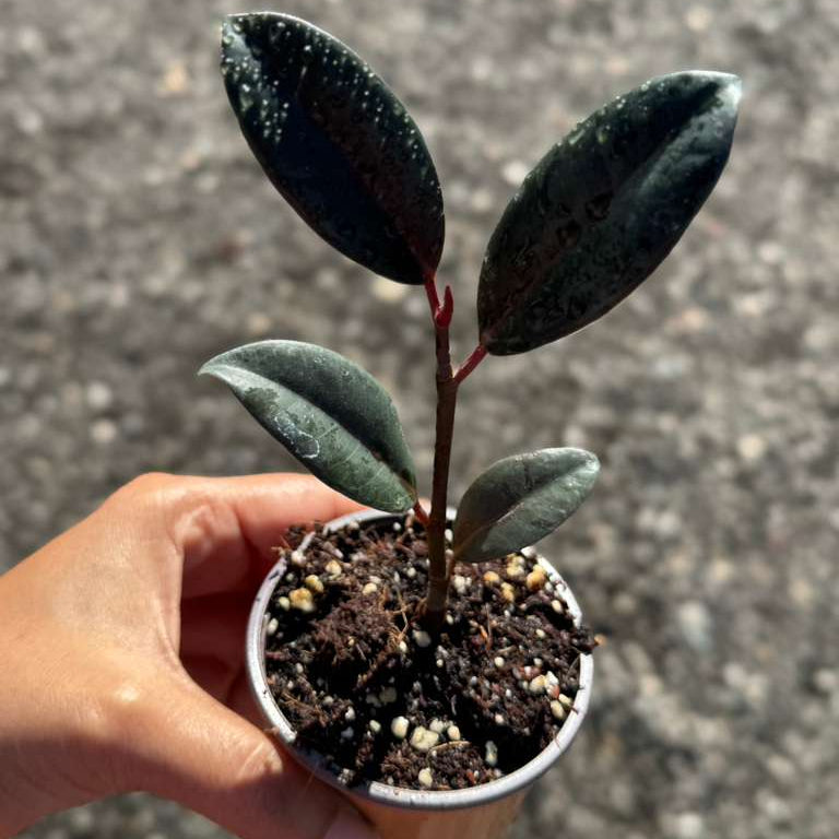 Burgundy Rubber Tree in 2" Grow Pot – Ficus elastica ‘Burgundy’ – Easy Care Indoor Houseplant with Dark Foliage – Low Maintenance Air Purifying Compact Indoor Plant