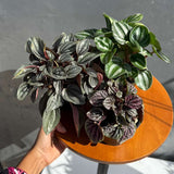 assorted peperomia