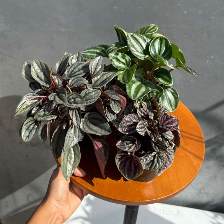 low light plant