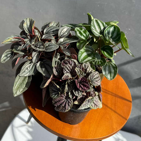 Set of 3 Peperomia Plants in 4" Grow Pots – Assorted Live Houseplants – Easy Care Indoor Plants – Air Purifying & Low Maintenance Decorative Plants