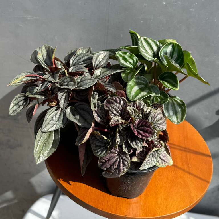 peperomia watermelon