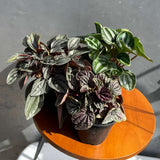 peperomia watermelon