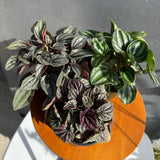 peperomia