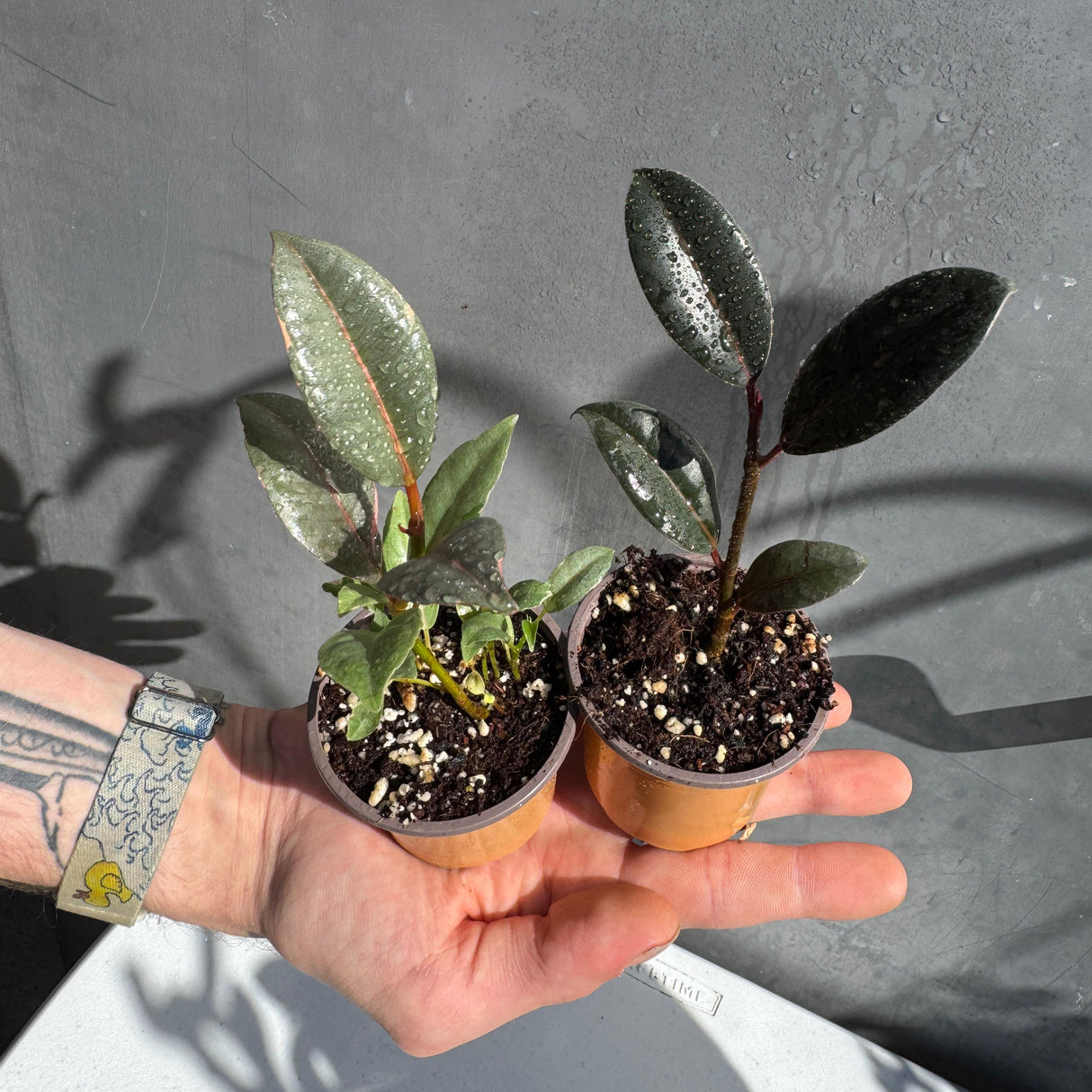 Ficus Ruby