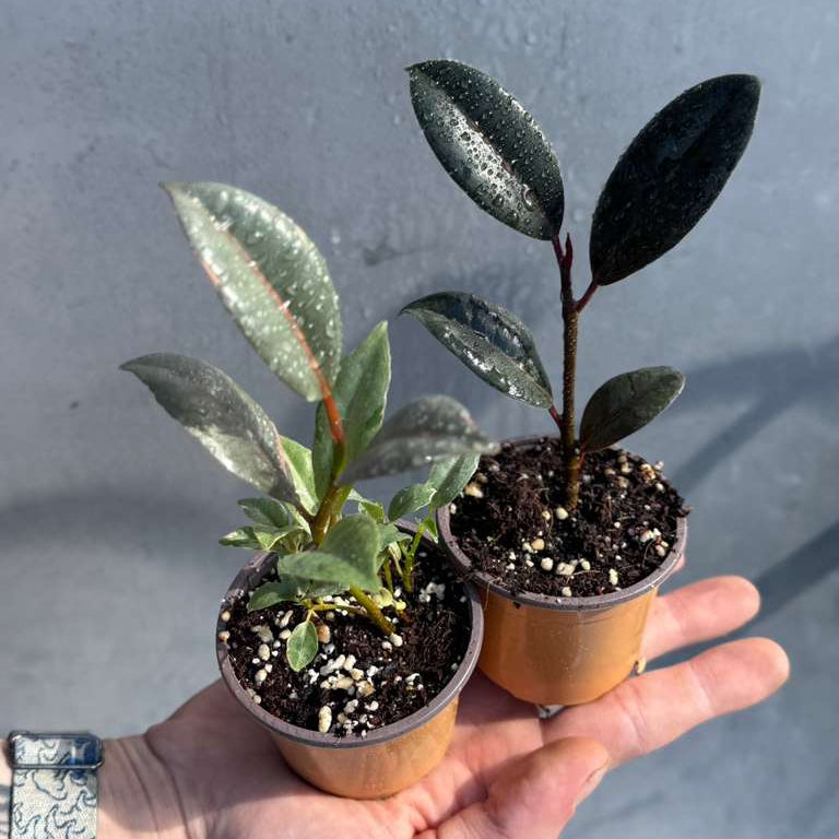 Ficus Burgundy
