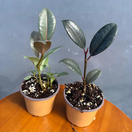 Set of 2 Ficus Plants in 2" Grow Pots – Assorted Live Ficus Varieties – Easy Care Indoor Houseplants – Air Purifying & Low Maintenance Decorative Plants