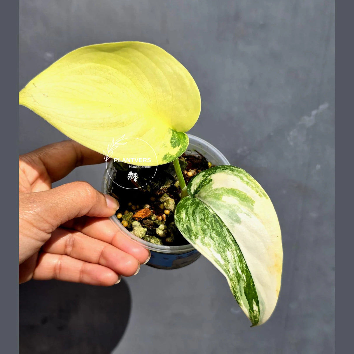 Scindapsus Jade Satin Variegated - Yellow Variegation - (June-22-13)