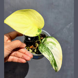 Scindapsus Jade Satin Variegated - Yellow Variegation - (June-22-13)