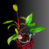 Variegated Philodendron Strawberry Shake Live Plant - EXACT Plant - (6-5-20)