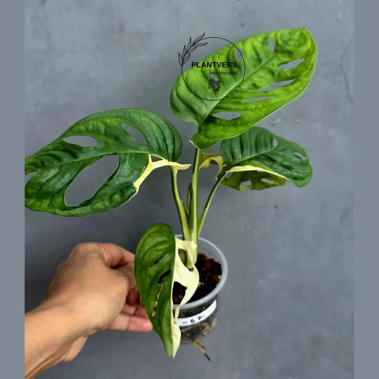Variegated Monstera Adansonii Albo - Swiss Cheese Exact Plant- (May-17-67)
