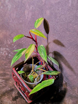 Variegated Philodendron Strawberry Shake Live Plant - EXACT Plant - (6-5-24)