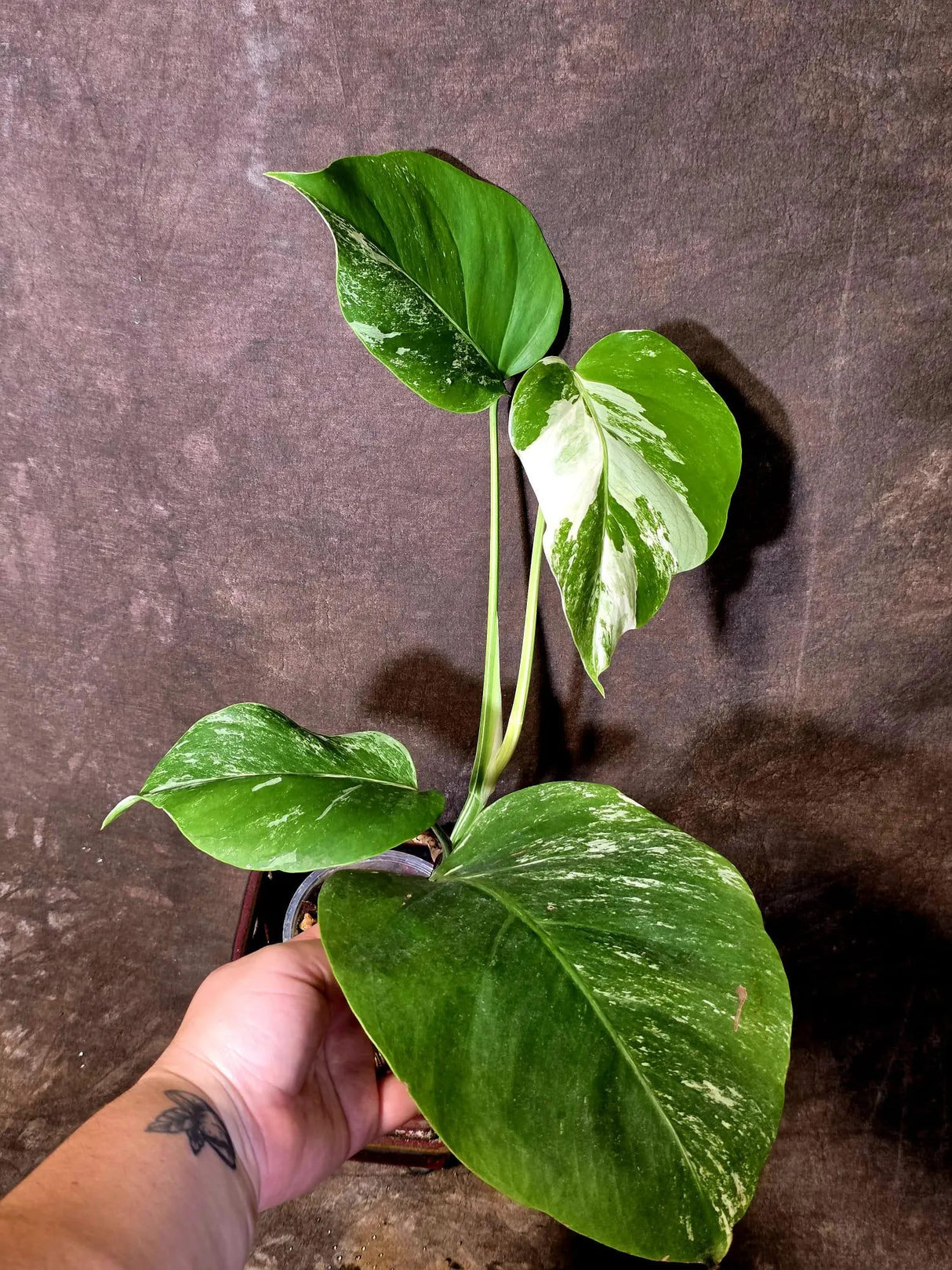Variegated Monstera Albo - Rare White Monstera Borsigiana (6-5-23)