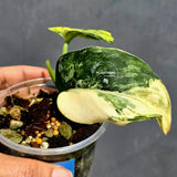Scindapsus Jade Satin Variegated - Yellow Variegation - (June-22-10)
