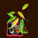 Variegated Philodendron Strawberry Shake Live Plant - EXACT Plant - (6-5-24)