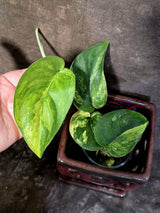 Scindapsus Jade Satin Variegated - Yellow Variegation - (June-21-61)