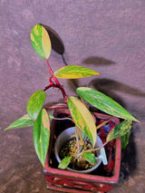 Variegated Philodendron Strawberry Shake Live Plant - EXACT Plant - (6-5-24)