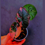 Alocasia Serendipity Pink Variegated - Super Rare Pink Variegated Alocasia (June-17-16)