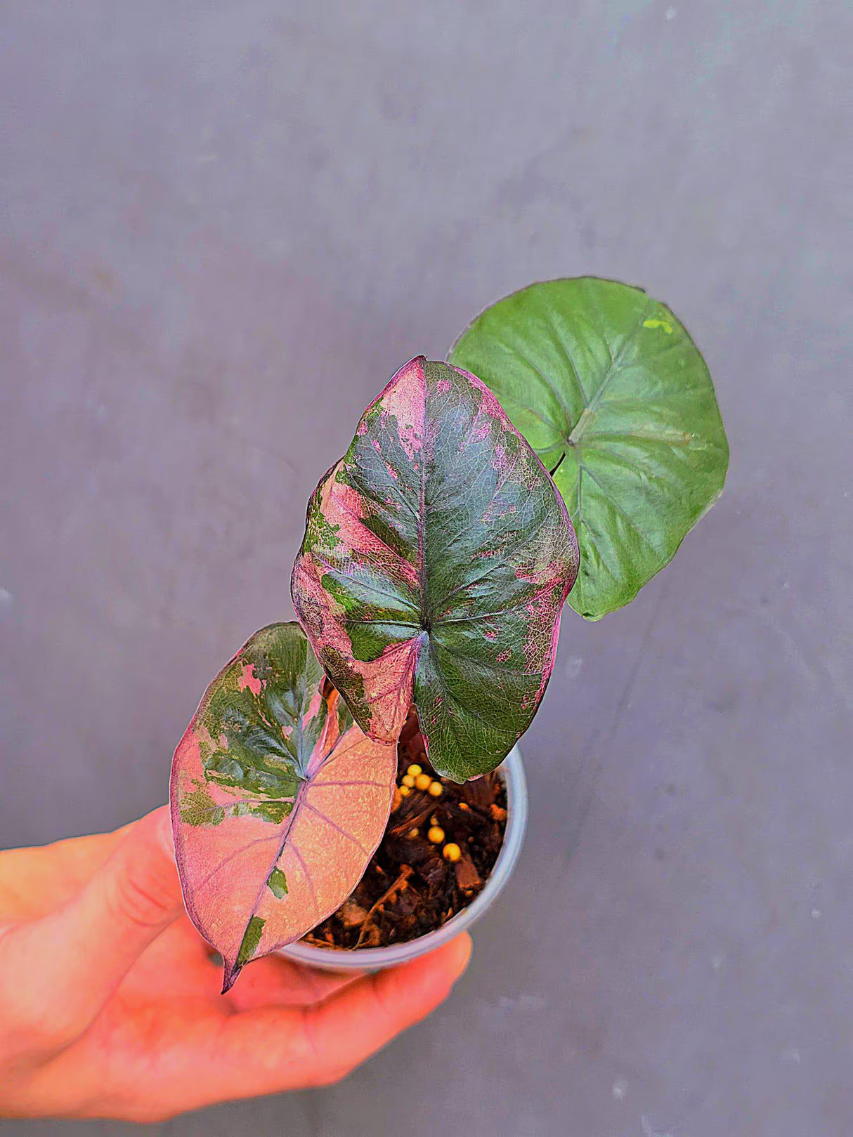 Alocasia Serendipity Pink Variegated - Super Rare Pink Variegated Alocasia (June-17-16)