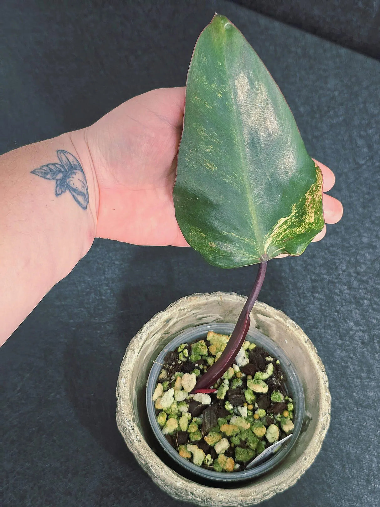 Variegated Philodendron Strawberry Shake - Rare Collector Plant - Exact Plant - US Seller