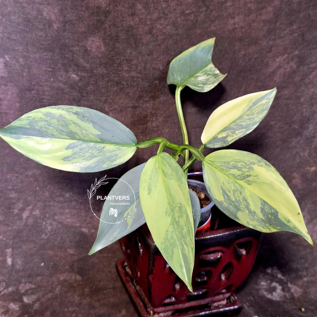 Philodendron Silver Sword Variegated - Rare Collectors Plant - (June-09-30)