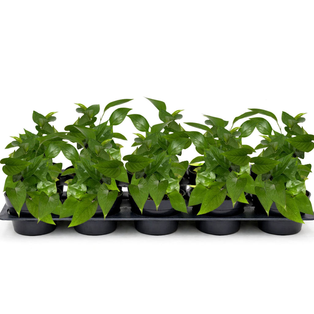 4" Jade Pothos ( Wholesale Indoor Plant Case of 10 Pots)