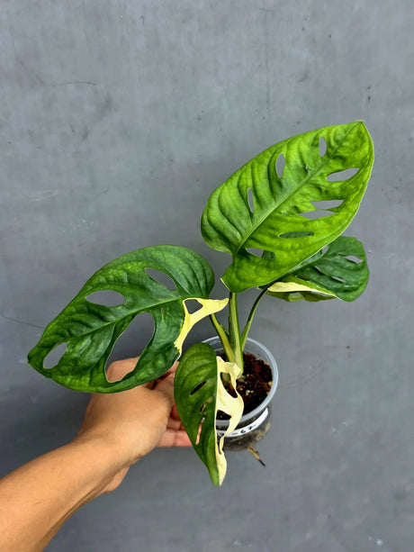 Variegated Monstera Adansonii Albo - Swiss Cheese Exact Plant- (May-17-67)