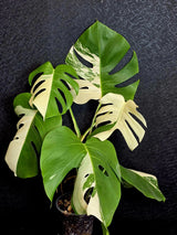 Rare Variegated Monstera Albo - White Albo Borsigiana Mature EXACT Plant - Large Form - US Seller