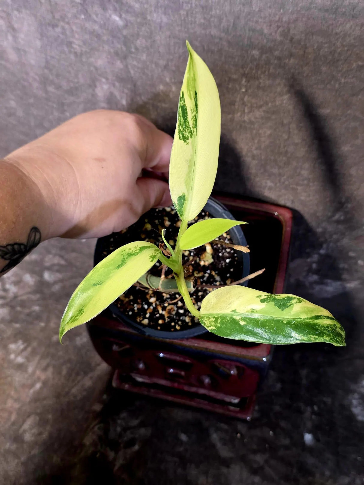 Philodendron Domesticum Variegated Plant - Live Tropical House plant - (June-9-03)