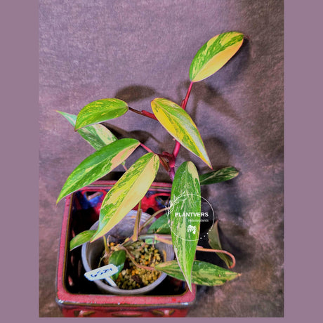 Variegated Philodendron Strawberry Shake Live Plant - EXACT Plant - (6-5-24)
