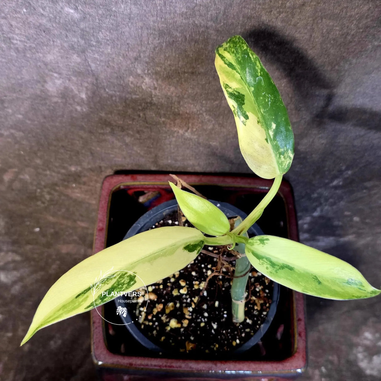 Philodendron Domesticum Variegated Plant - Live Tropical House plant - (June-9-03)