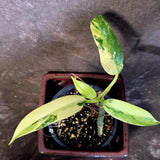 Philodendron Domesticum Variegated Plant - Live Tropical House plant - (June-9-03)
