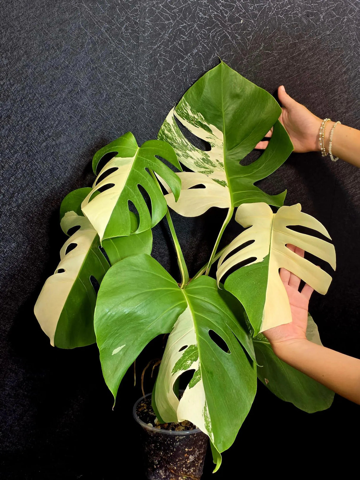 Rare Variegated Monstera Albo - White Albo Borsigiana Mature EXACT Plant - Large Form - US Seller