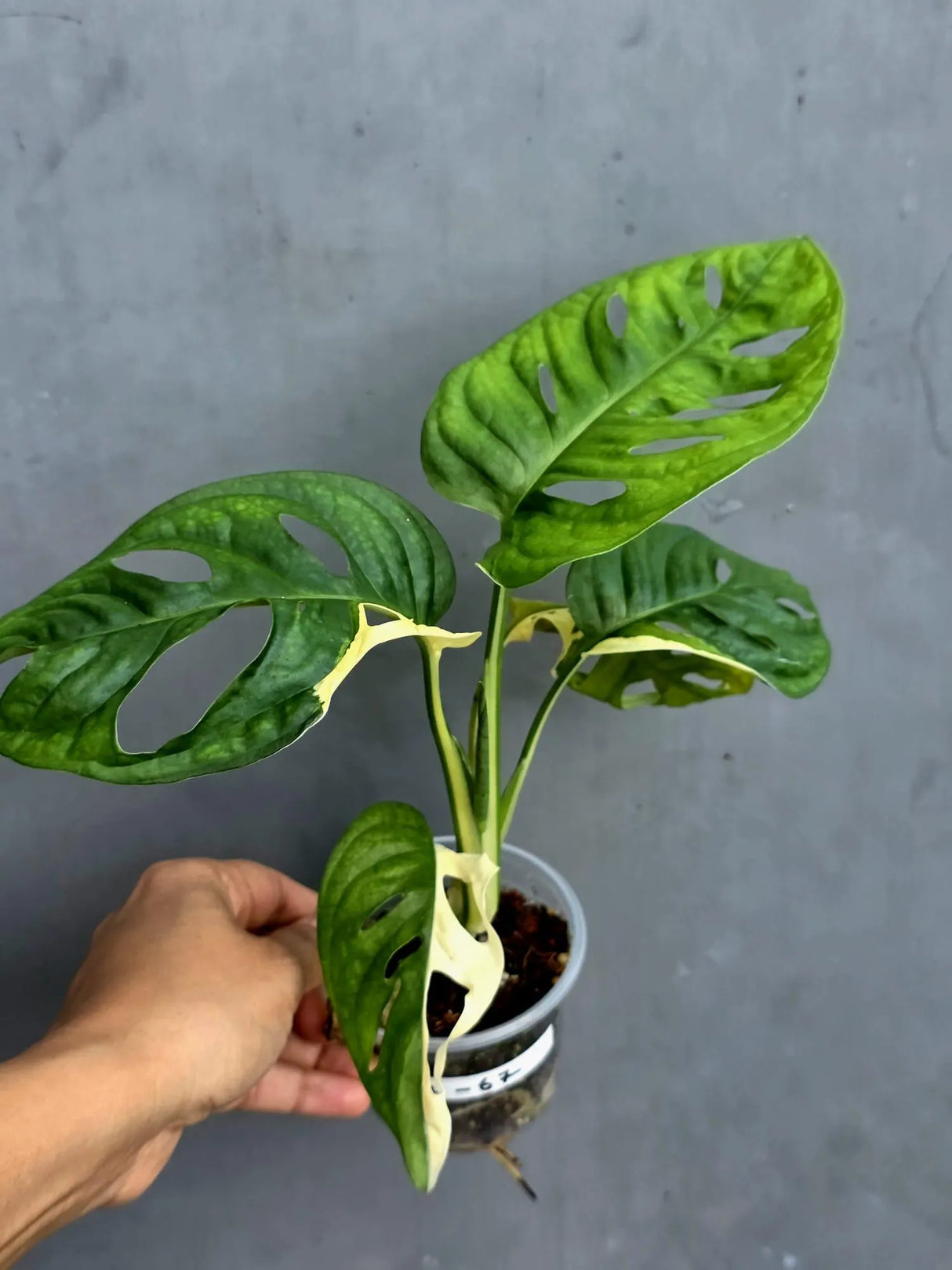 Variegated Monstera Adansonii Albo - Swiss Cheese Exact Plant- (May-17-67)