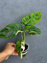 Variegated Monstera Adansonii Albo - Swiss Cheese Exact Plant- (May-17-67)
