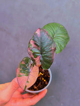 Alocasia Serendipity Pink Variegated - Super Rare Pink Variegated Alocasia (June-17-16)