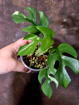 Variegated Rhaphidophora Tetrasperma Albo - Collector's Aroid - (June-09-31)