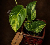 Scindapsus Jade Satin Variegated - Yellow Variegation - (June-21-61)