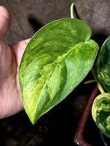 Scindapsus Jade Satin Variegated - Yellow Variegation - (June-21-61)