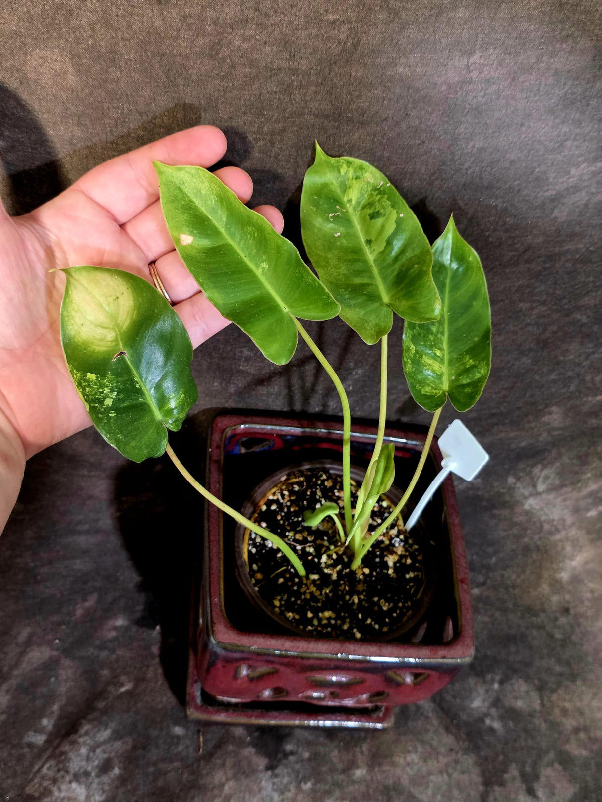 Variegated Burle Marx Philodendron - EXACT Plant - (6-5-25)