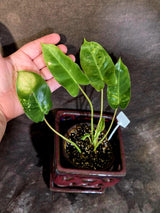 Variegated Burle Marx Philodendron - EXACT Plant - (6-5-25)
