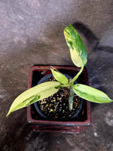 Philodendron Domesticum Variegated Plant - Live Tropical House plant - (June-9-03)