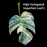 Monstera Aurea Cutting High Variegated Borsigiana - Monstera Aurea Variegata