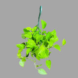 Lemon Lime Philodendron in a Hanging Basket - Neon philodendron- Philodendron Cordatum