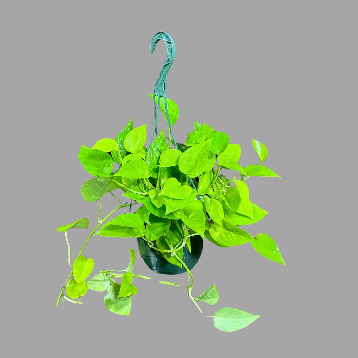 Lemon Lime Philodendron in a Hanging Basket - Neon philodendron- Philodendron Cordatum