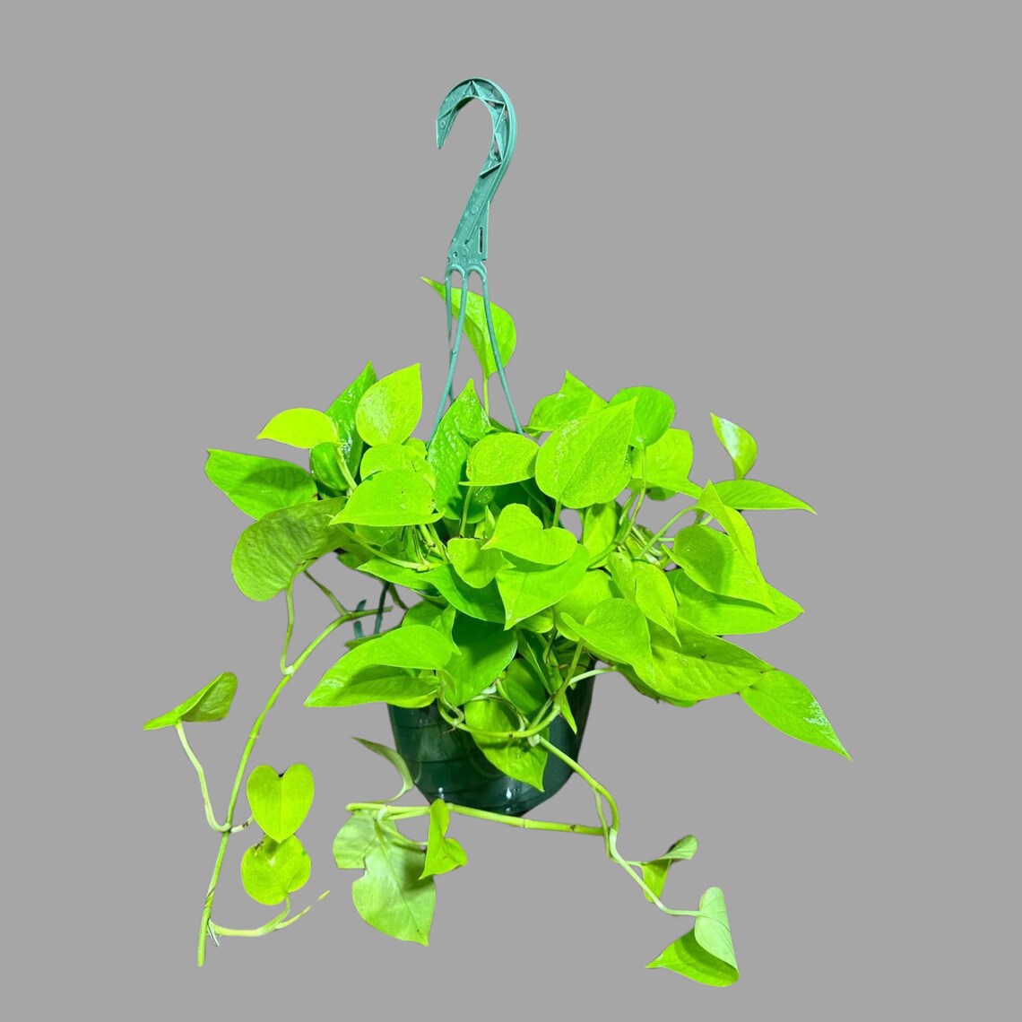 Lemon Lime Philodendron in a Hanging Basket - Neon philodendron- Philodendron Cordatum